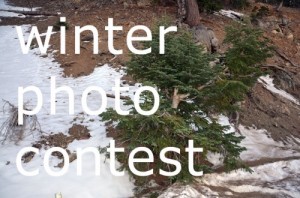photo contest